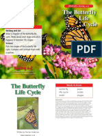 Butterfly Life Cycle