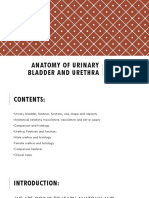 Anatomy of Urinary Bladder and Urethra