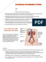 Anatomy and Physiology of Urinary System