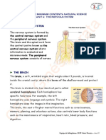 Unit 6 The Nervous System