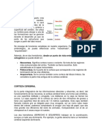 Corteza Cerebral