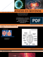 Gametogenesis en Bovinos (Autoguardado)