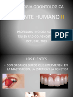 Diente Humano II-1