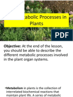 Lesson 8.3 The Metabolic Processes in Plants