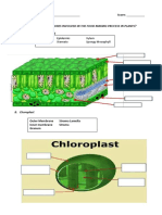 Activity 1 Photosynthesis