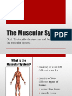 Muscular System PowerPoint