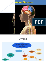 Aula Sistema Nervoso Periferico