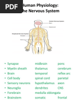 Human Physiology: The Nervous System