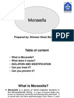 Moraxella: Prepared By: Shinwar Ghazi Benyamen