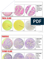 Structures:: - Colloids - Thyroglobulin - Follicular Cells - Parafollicular Cells