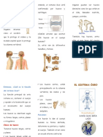 El Sistema Oseo Triptico