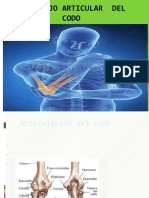 Articulacion Humero Rdial y Cubital