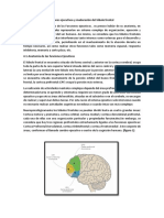 Desarrollo de Las Funciones Ejecutivas y Maduración Del Lóbulo Frontal.-yeaN PAUL CRUZ