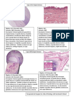 Sistema Respiratorio