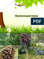 Gymnospermae