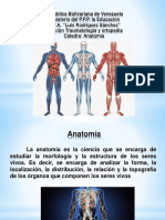 Anatomia