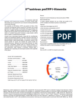 pmTFP1 Vimentin