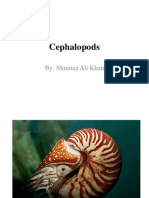 Cephalopods