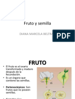 Fruto y Semilla