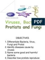 Viruses Bacteria Protists and Fungi