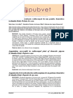 Amputação Articulação Radiocarpal de Um Pombo Doméstico