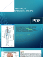 Sistema Nervioso y Coordinación Del Cuerpo