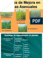 Mejora en Plantas Asexuales