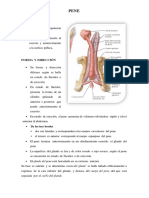 Informe de Pene