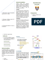 Respiración Celular - Tríptico