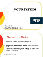 The Nervous System (Cambridge Igcse)