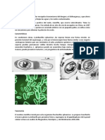 Biorremediación de Hidrocarburos