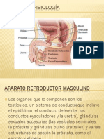 Anatomía y Fisiología Masculina-1