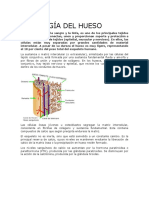 Fisiología Del Hueso