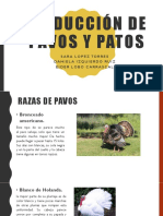 Patos Y pAVOS