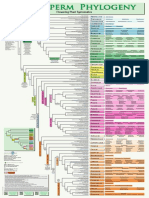 ZZZ Angiosperm Phylogeny