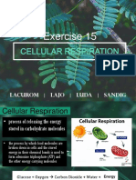 Cellular Respiration