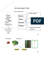 Answer Keys Plant Exam