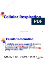 Cellular Respiration