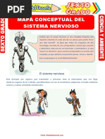 Mapa Conceptual Del Sistema Nervioso para Sexto Grado de Primaria