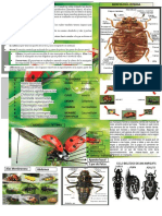 Coleoptera Coccinelidae PDF