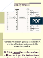 8 Protein Synthesis