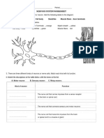 Nervous Worksheet