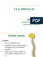 Medulla Spinalis