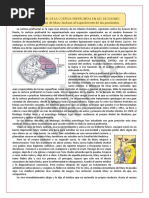 El Papel de La Corteza Prefrontal en Las Decisiones 2012