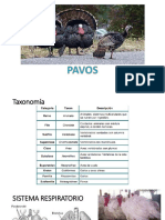 Produccion de Pavos