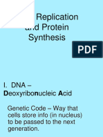 DNA Replication and Protein Synthesis