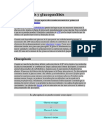 Glucogénesis y Glucogenólisis