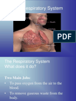 Health Respiratory System - PPT Group1