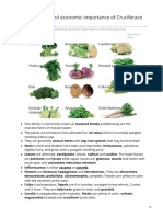 Characteristics and Economic Importance of Brassicaceae