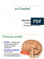 Truncus Cerebri